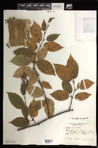 Betula alleghaniensis image