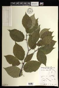 Betula alleghaniensis image