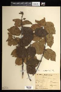 Betula alleghaniensis image