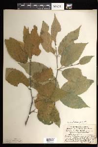 Betula alleghaniensis image