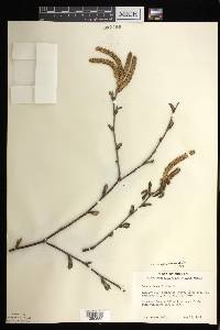 Betula alleghaniensis image