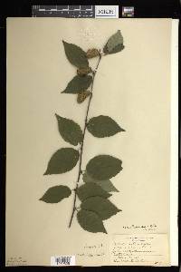 Betula alleghaniensis image