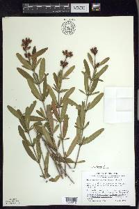 Hypericum prolificum image