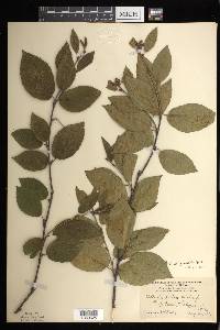 Betula alleghaniensis image