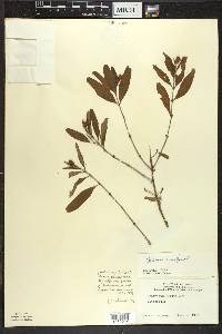 Hypericum prolificum image