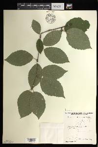 Betula alleghaniensis image