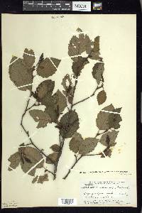 Alnus incana subsp. rugosa image