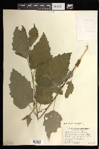 Betula alleghaniensis image