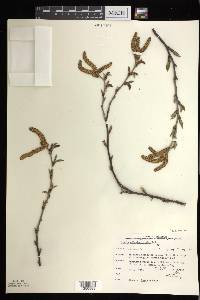 Betula alleghaniensis image