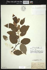 Betula alleghaniensis image