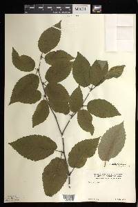 Betula alleghaniensis image