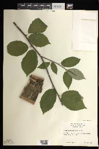 Betula alleghaniensis image