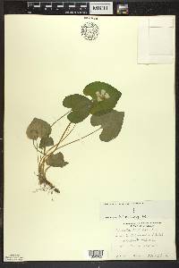 Viola cucullata f. albiflora image