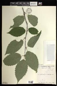 Betula alleghaniensis image