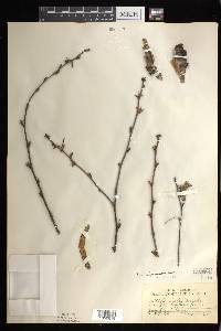 Betula alleghaniensis image