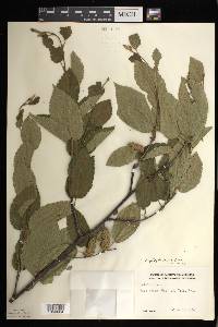 Betula alleghaniensis image