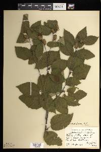 Betula alleghaniensis image