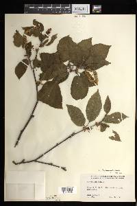 Betula alleghaniensis image