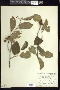 Alnus incana subsp. rugosa image