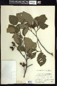 Alnus incana subsp. rugosa image