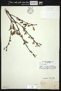 Betula alleghaniensis image