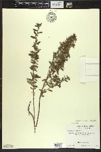 Crocanthemum bicknellii image