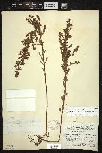 Lechea mucronata image