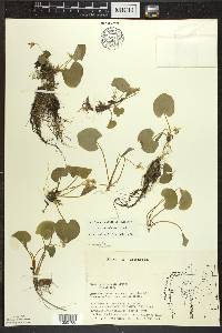 Viola blanda image