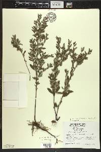 Crocanthemum bicknellii image