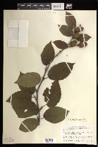 Betula alleghaniensis image