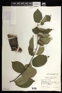 Betula alleghaniensis image