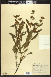 Hypericum prolificum image