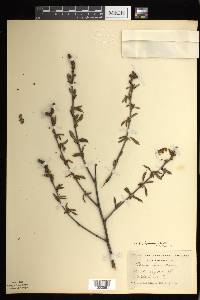 Betula alleghaniensis image