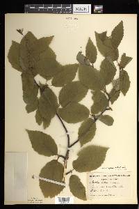 Betula alleghaniensis image