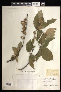 Betula alleghaniensis image