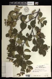 Betula alleghaniensis image