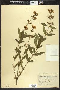 Hypericum prolificum image