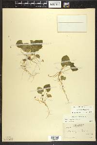Viola blanda image