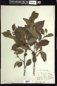 Alnus incana subsp. rugosa image