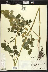 Thalictrum amphibolum image