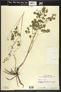 Thalictrum dioicum image