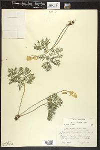 Dicentra cucullaria image