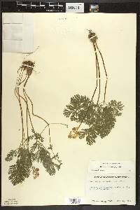 Dicentra cucullaria image