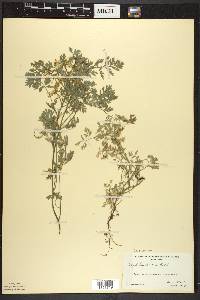 Corydalis aurea image