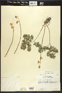 Dicentra cucullaria image