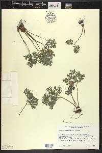 Dicentra cucullaria image