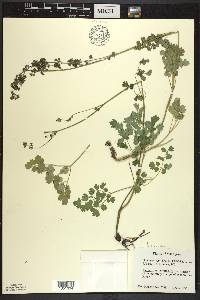 Thalictrum venulosum image