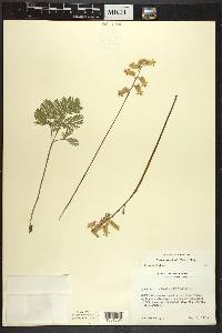 Dicentra canadensis image