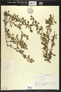 Berberis thunbergii image