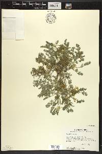 Corydalis aurea image